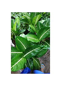 Cây Oai Hùng - Cây cảnh văn phòng + Tặng phân bón cho cây