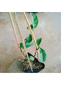 Cây chanh tứ quý - cây ăn quả + tặng phân bón cho cây