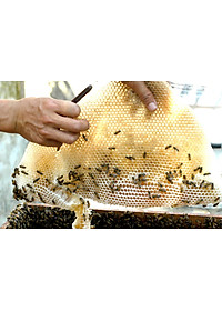 Nến Sáp Ong 26 Giờ Kèm Dĩa Gỗ Dừa 10cm : Khử Mùi Hôi Phòng Kín, Làm Sạch Không Khí, Thơm Nhẹ Mùi Mật Ong - HÀNG CHÍNH HÃNG