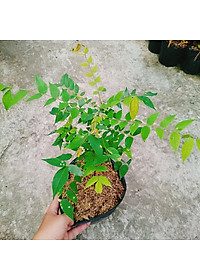 Cây Khế Ngọt - cây ăn quả + tặng phân bón cho cây