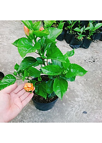 Cây Hoa Dâm Bụt cánh kép (Màu Cam) - cây cảnh để trong nhà + tặng phân bón cho cây