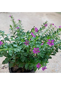  Cây cẩm tú mai nhiều thân nhánh xum xuê phù hợp trồng trang trí  cảnh quan, sân vườn và công viên