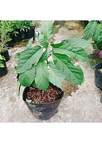 Cây Hoa Thiên Phúc - cây cảnh đẹp