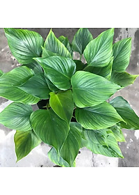 Cây Thanh Tâm - Cây cảnh trong nhà + Tặng phân bón cho cây mau lớn