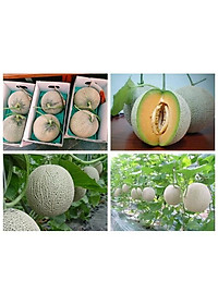 Combo 6 gói hạt giống dưa hấu dưa lưới các loại - tặng 1 gói phân bón