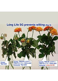 Bột Dưỡng Hoa Hồng Lâu Tàn (Set 10 hộp 1 hộp 10 gói tiết kiệm) giúp hoa luôn tươi mới, cánh hoa hồng cứng cáp gấp 2 lần và trong 14 ngày không thối nước hay cắt tỉa gốc hoa (hiệu Longlife nhập khẩu Israel)