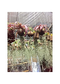 Bộ cây không khí treo - cây cảnh mini