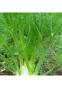 Hạt Giống Thì Là Rado 06