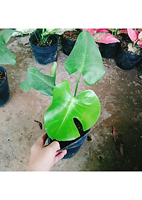 Trầu Bà Lá Xẻ - trầu bà nam mỹ - cây cảnh để trong nhà + tặng phân bón cho cây mau lớn