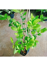 Cây chanh tứ quý - cây ăn quả + tặng phân bón cho cây