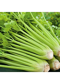 Hạt giống rau cần cọng xanh Pascal - cần tây VTP82