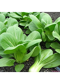 Hạt Giống Cải Thìa ( Cải Bẹ Lớn - Cải Chíp ) 20Gr- Trồng Rau Xanh Rau Sạch Bằng Đất Sạch, Mùn Dừa Và Phân Hữu Cơ - Phú Nông