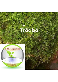 Rêu dùng cho bán cạn, tiểu cảnh (rêu nhung, trác bá, đầu trắng, weeping...)