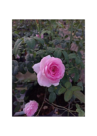 product-img-2