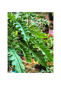 Cây trầu bà cung đàn - Cây cảnh để trong nhà + tặng phân bón cho cây