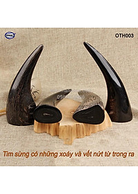 Chóp sừng trâu vật phẩm phong thủy (OTH003) HOT nhất của năm trâu vàng 2021 - giàu sang - phú quý 