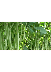 Hạt giống đậu cove hạt trắng dạng leo VTS66