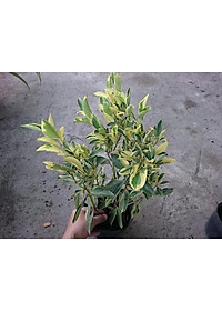 Cây Tắc Cẩm Thạch - cây cảnh để bàn + tặng phân bón cho cây