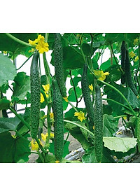 Bộ 2 Gói Hạt Giống Dưa Leo Nhật F1 PN-15 Phú Nông (0.5g / Gói)