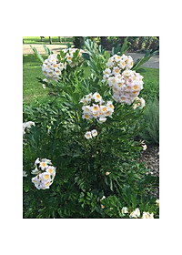 Cây Nguyệt Quế Thái - Cây cảnh để trong nhà + Tặng phân bón cho cây mau lớn