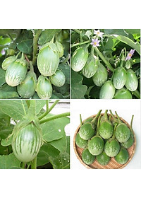 Hạt giống Cà Trứng Rồng F1 giống kháng bệnh quả giòn ngọt VTS178