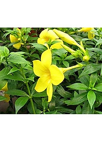 Cây Huỳnh Anh Vàng - cây cảnh vườn + Tặng phân bón cho cây mau lớn