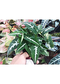 Trầu Bà Nhung - cây cảnh để bàn + Tặng phân bón cho cây mau lớn