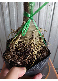 Cây Sứ Thái Kép Hoa Tím - cây cảnh để trong nhà + tặng phân bón cho cây