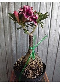 Cây Sứ Thái Kép Hoa Tím - cây cảnh để trong nhà + tặng phân bón cho cây