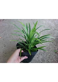 Cây lá dứa ( cây lá nếp ) - cây cảnh vườn + tặng phân bón cho cây