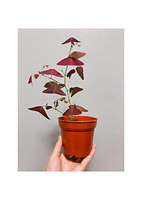 Cây Cánh Bướm - Cây cảnh để bàn + tặng phân bón cho cây