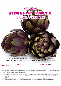 Hạt giống Atiso Đà lạt - Atiso tím VTS11