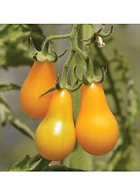 Hạt giống Cà chua Lê Vàng Thái Lan VTS138