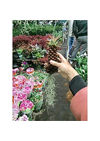 Bộ cây không khí treo - cây cảnh mini