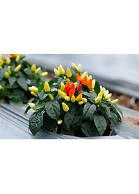 Bộ 2 Gói Hạt Giống Ớt Kiểng Phú Nông PN132940 24 (0.2g / Gói)