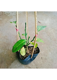 Cây chanh tứ quý - cây ăn quả + tặng phân bón cho cây