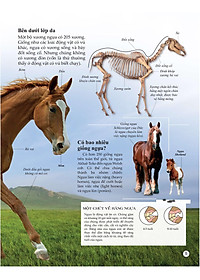 Sách Bách Khoa Tri Thức Về Khám Phá Thế Giới Cho Trẻ Em - Horses And Ponies - Loài Ngựa