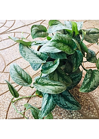 Cây trầu bà pháp - cây cảnh để trong nhà + tặng phân bón cho cây