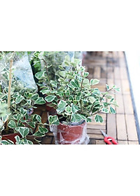 Cây bàng cẩm thạch - cây cảnh để bàn + tặng phân bón cho cây