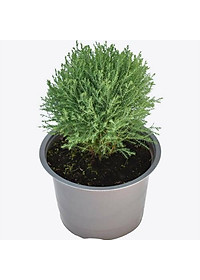 Tùng bồng lai ( ảnh thật số 2)