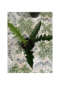 Cây trầu bà cung đàn - Cây cảnh để trong nhà + tặng phân bón cho cây