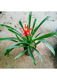 Cây phong lộc - cây cảnh để bàn + tặng phân bón cho cây