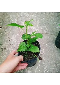 Cây phúc bồn tử ( cây mâm xôi ) - cây cảnh vườn + tặng phân bón cho cây