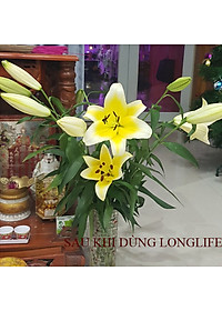 Chăm sóc hoa lâu tàn bằng bột dưỡng cho hoa cắt cành nhập khẩu Israel (Set 50 gói) giữ hoa lâu tàn gấp 2 lần bình thường và 14 ngày không thay nước mới