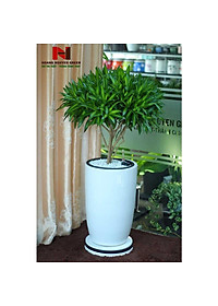 Cây trúc bách hợp - cây cảnh để trong nhà + tặng phân bón cho cây