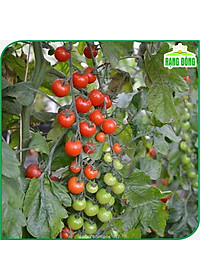 Hạt giống Cà Chua Cherry Đỏ Lai F1 Sinh Trưởng Vô Hạn, Trồng Quanh Năm (gói 0,1 gram) - Hạt Giống Rạng Đông