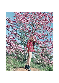 Cây Kèn Hồng - cây cảnh vườn + tặng phân bón cho cây