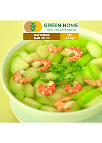 Hạt Giống Bầu Hồ Lô Greenhome, Gói 1g, Dễ Trồng Quanh Năm, Nảy Mầm Cao, Thu Hoạch Nhanh, Năng Suất Cao T11