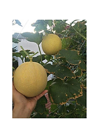 Combo 6 gói hạt giống dưa hấu dưa lưới các loại - tặng 1 gói phân bón