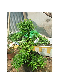 product-img-4